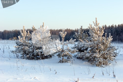 Image of Pine-trees under snow