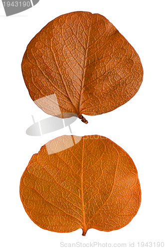 Image of Autumn leaves