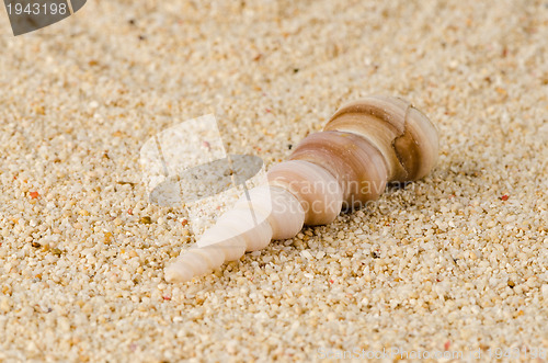 Image of Sea shell on the shore 