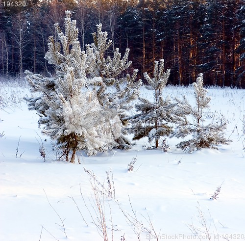 Image of Pine-tree under snow