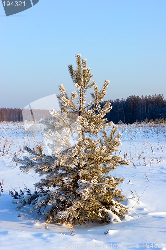 Image of Pine-tree under snow