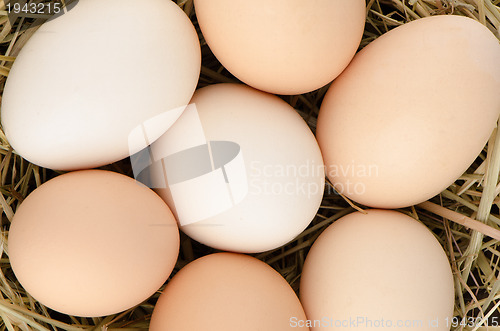 Image of Eggs closeup