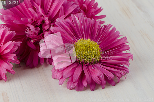 Image of Pink daisy flowers