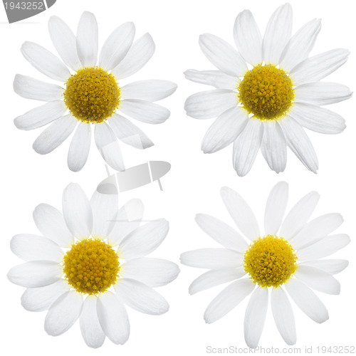Image of Daisy flowers