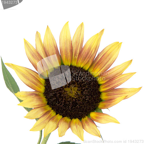 Image of Sunflower flower