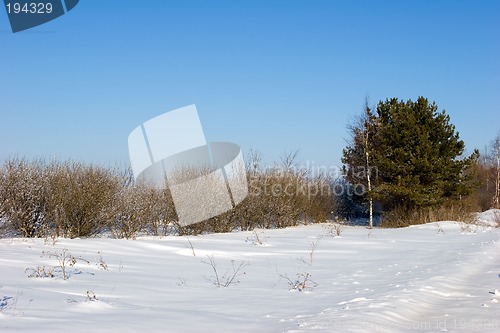 Image of Winter landscape