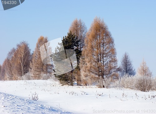 Image of Frosten trees