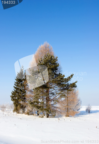Image of Frosten trees