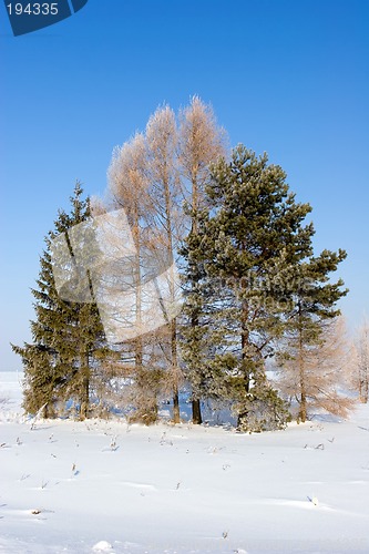 Image of Frosten trees, Winter landscape