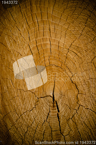 Image of Crack wood spiral 