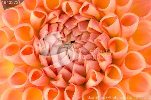 Image of Dahlia closeup