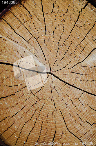 Image of Crack wood spiral 