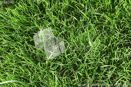 Image of Green grass lawn