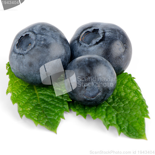 Image of Ripe blueberry