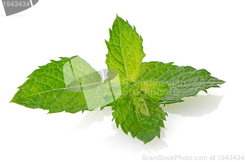 Image of Fresh mint close up