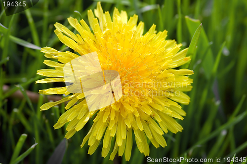 Image of Dandelion