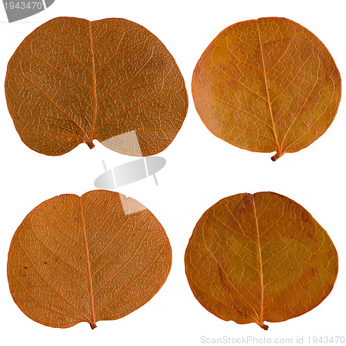 Image of Autumn leaves