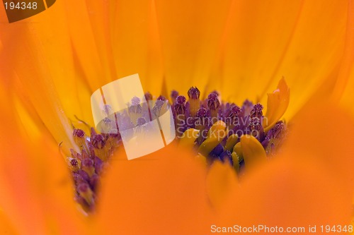 Image of Orange flower(Calendula) interior