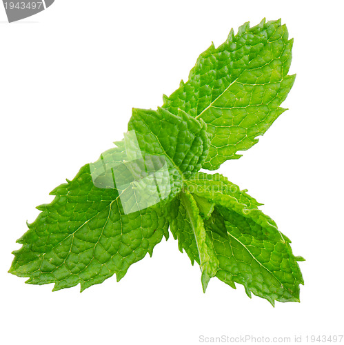 Image of Fresh mint close up