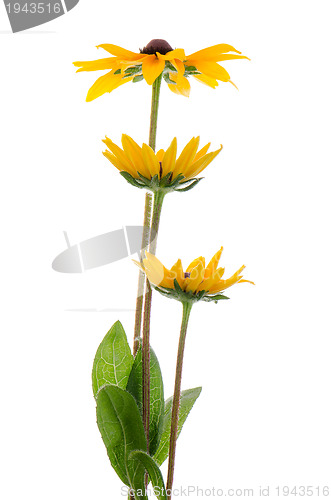 Image of Sunflowers