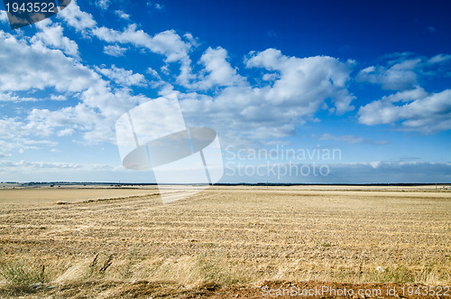 Image of Wheat field