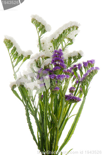 Image of Purple and white statice flowers