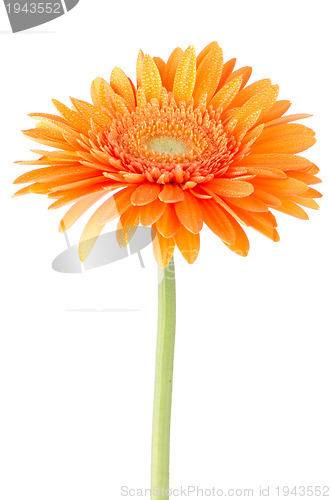 Image of Orange gerbera daisy flower