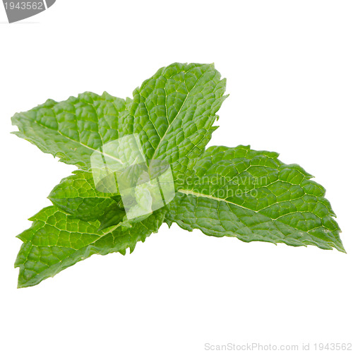 Image of Fresh mint close up