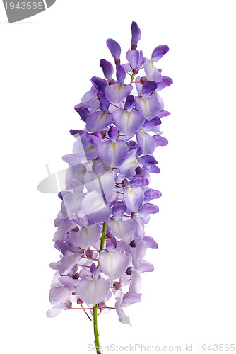 Image of Wisteria flowers