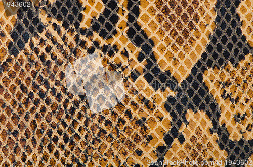 Image of Snake Skin Leather Texture 