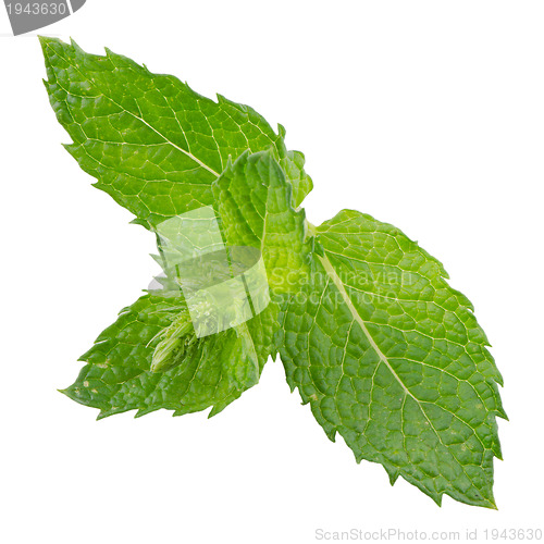 Image of Fresh mint close up