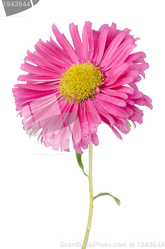 Image of Pink daisy flower 