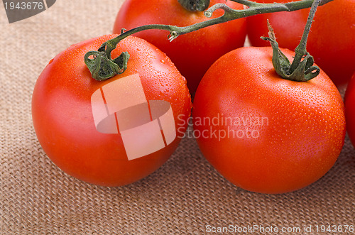 Image of Cherry tomatoes vine