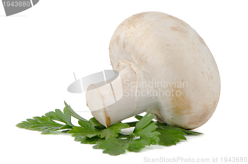 Image of Champignon mushroom and parsley leaves 