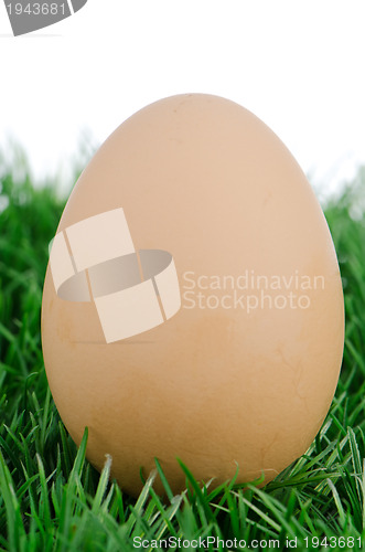 Image of Egg on grass