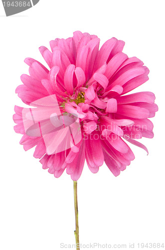 Image of Pink daisy flower 