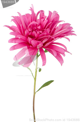 Image of Pink daisy flower 