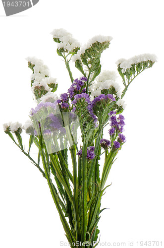 Image of White  and purple statice flowers
