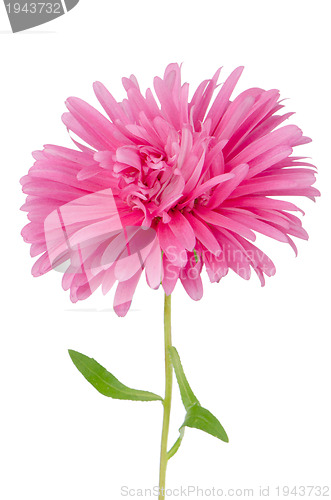 Image of Pink daisy flower 