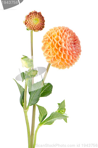 Image of Orange dahlia flower