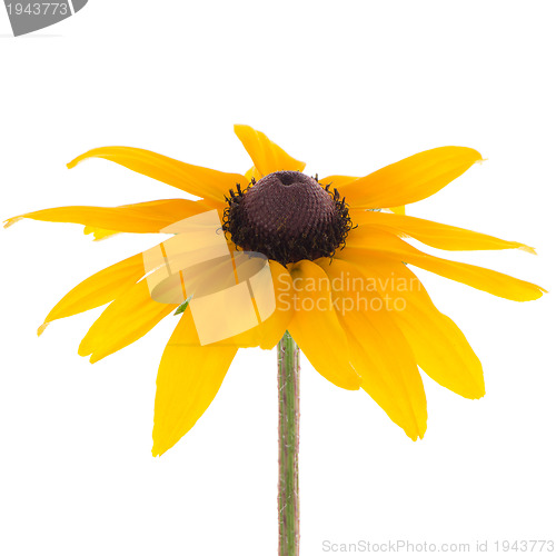 Image of Sunflower