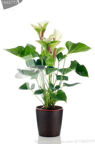 Image of Beautiful Anthedesia anthurium