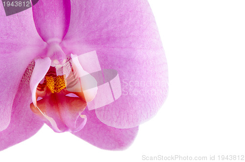 Image of pink orchid (phalaenopsis)