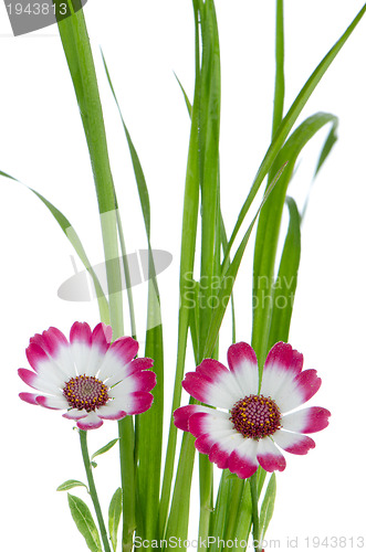 Image of Beautiful pink flowers and green grass