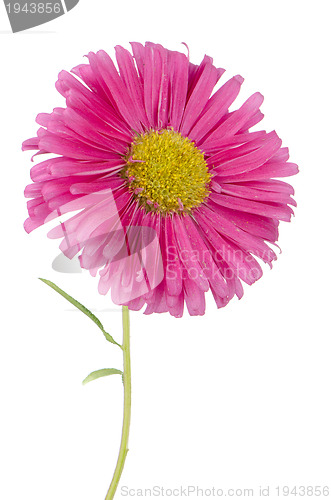 Image of Pink daisy flower 