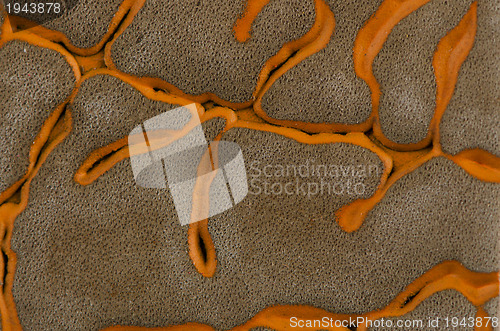 Image of Leather background 