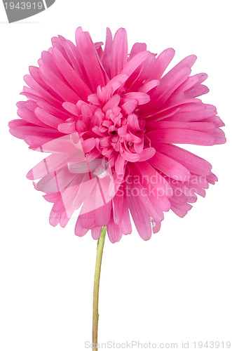 Image of Pink daisy flower 