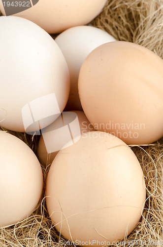 Image of Eggs closeup
