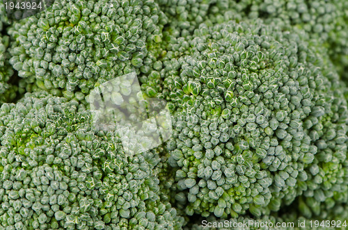 Image of Brocolli background