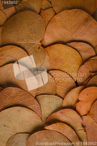 Image of Autumn foliage 